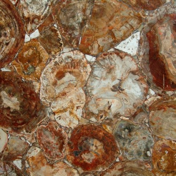 Legno pietrificato